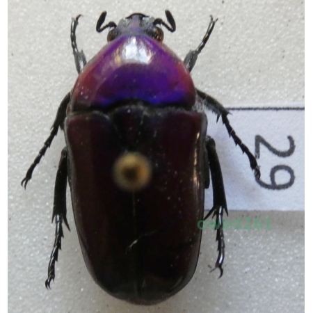 Chlorocala africana oertzeni Kolbe, 1895 ex. ovo Tanzania29